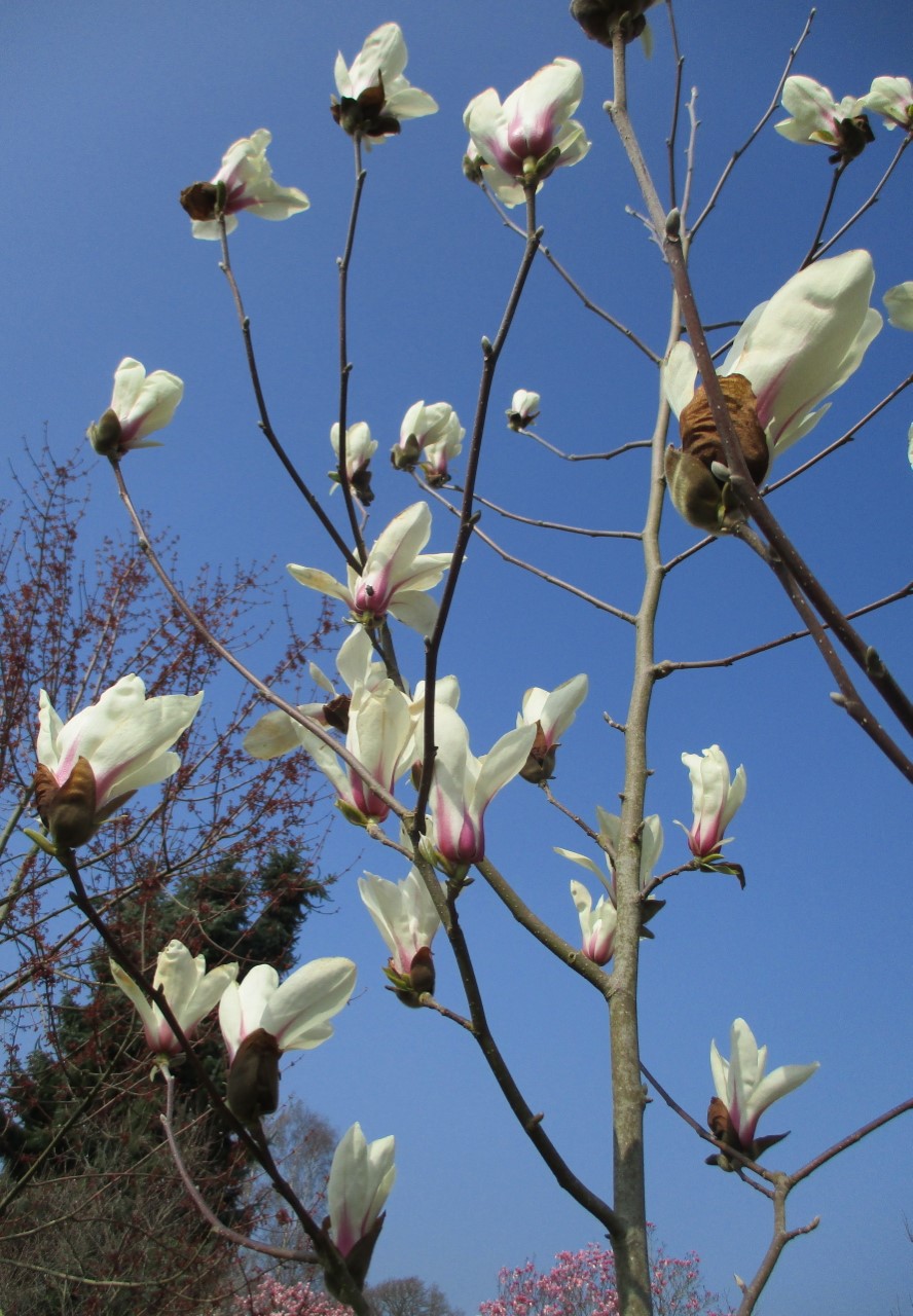 magnolia cylindrica
